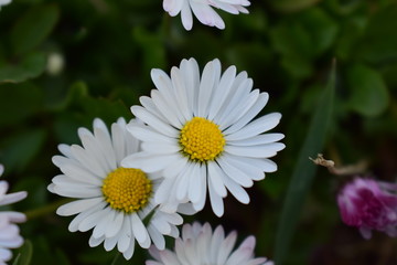 Obraz premium Chamomiles in the nature