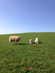 Schaf mit L&auml;mmern