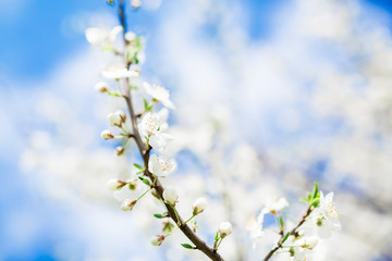 Flowering tree in blooming garden. Floral background.