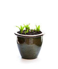 Hyacinth  flowers in the pot on white background