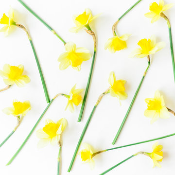 Floral pattern of narcissus on white background. Flat lay, top view.