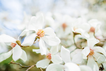 Blooming white magnolia in park. Floral background.