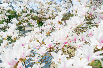 Fototapety  Blooming white magnolia in spring. Floral background.