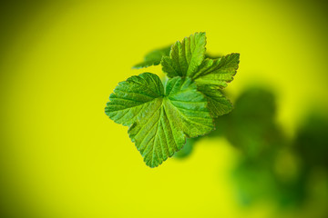 branch of black currant with young leaves