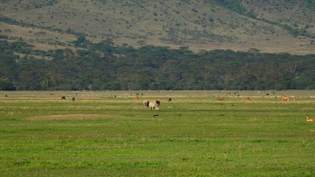 Пара белых носорогов в кратере Нгоронгоро. Увлекательное сафари путешествие по африканской саванне. Танзания.