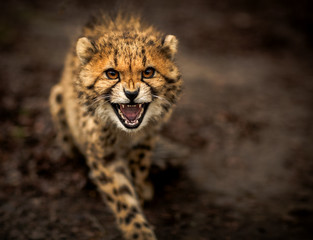 junger Gepard © Ralf Seelert