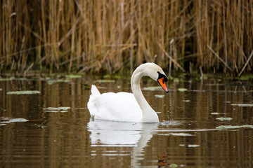 Naklejka premium Schwan