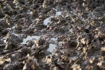 Muddy Field