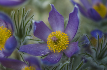 Küchenschelle, Pulsatilla, Kuhschelle