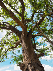 Fototapeta na wymiar Baobab tree trunk, branches, green leaves with blue sky