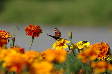 butterfly on a flower