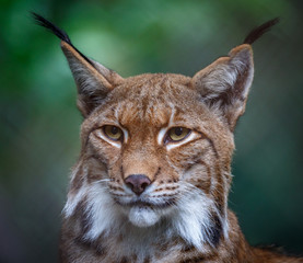 Obraz premium Luchs