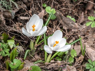Белые крокусы крупным планом.White crocuses close-up