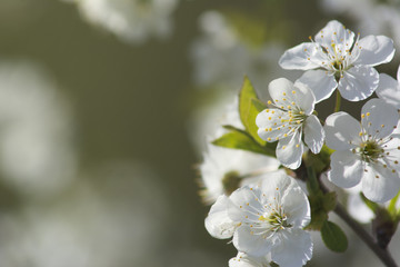 Blossoming of sour cherry