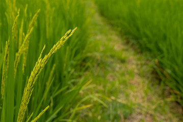 The young rice ears in the organic rice field, Chiang Mai, Thailand.
