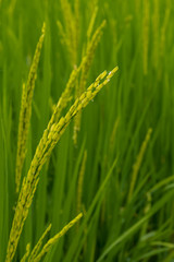 Fototapeta na wymiar The young rice ears in the organic rice field, Chiang Mai, Thailand.