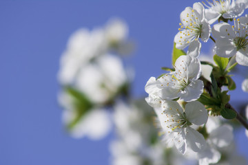Blossoming of sour cherry