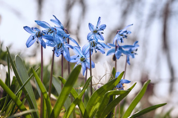 Blue spring flower scilla in the park