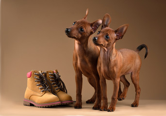 Dwarf pinscher