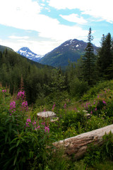 Wildflowers Growing in Scenic Alaskan Valley
