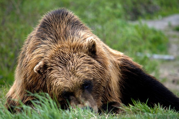 Brown Bear Laying on Grass