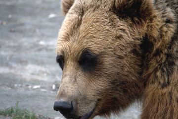 Face of Brown Bear
