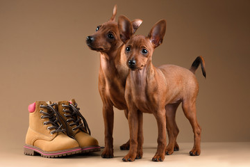Dwarf pinscher