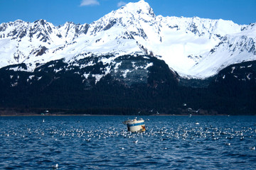 Flock of Gulls in Front of Mountain in Alaska