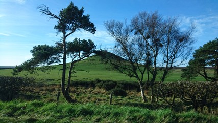 Grass hill behind the trees