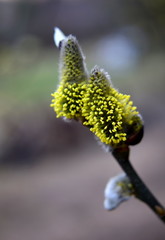Pussy-willow. Salix. Pollen.