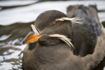 Rhinoceros Auklet Bird Swimming