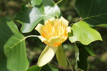 Flower of tulip tree (Liriodendron tulipifera)