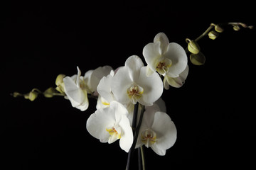 Naklejka na ściany i meble white orchids