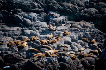 Group of Sea Lions on Rock