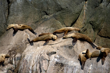 Group of Sea Lions on Rock