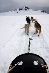 View from Sled Pulled by Dogs on Snow