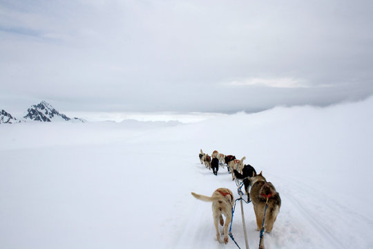 View From Dog Sled on Snow