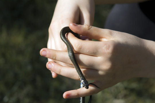 Grass snake in the hand