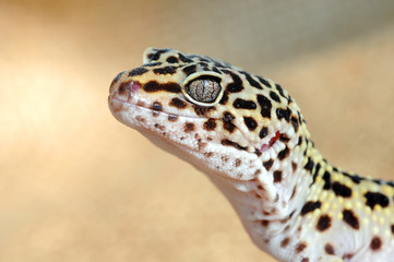 Eublepharis. Close-up of Cute leopard gecko (eublepharis macularius)