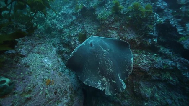 Short tail stingray swimming at Poor Knights Islands