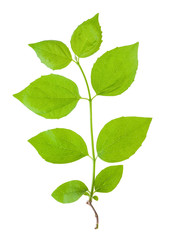 Fototapeta na wymiar Green sprout isolated on white background