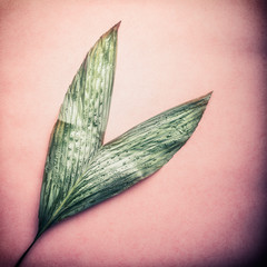 Palm leaf on  pastel pink background, top view, close up