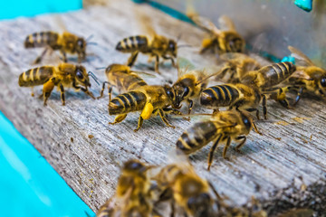 Bees fly into the hive. Nature, insects.