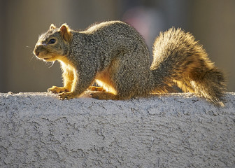 Naklejka na ściany i meble Cute brown squirrel on fence in sunlight