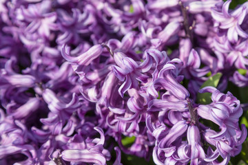 Detail of purple hyacinths