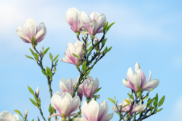 Magnolienblüte. 