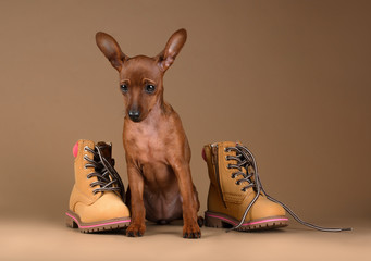 Dwarf pinscher