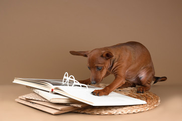 Dwarf pinscher