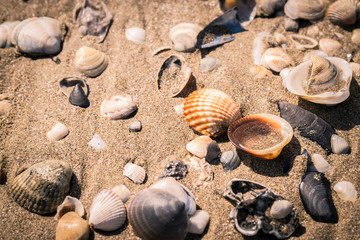 Shells on the seashore.