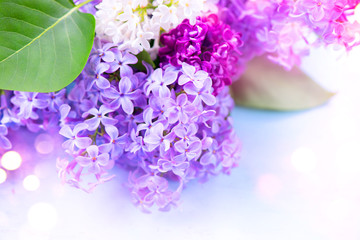 Lilac flowers bunch over blurred background